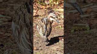 It is very good at playing dead when it encounters dangerBush Stonecurlew Burhinus grallarius [upl. by Etnohc]