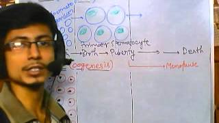 Developmental biology part 7  spermatogenesis and oogenesis in mammals [upl. by Irama]