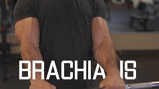 How To Grow WiderThicker Biceps  Brachialis Exercises [upl. by Averell]