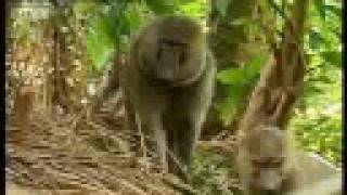 Baboons vs chimpanzees  BBC wildlife [upl. by Nordna]