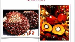 Extraction of Palm Oil [upl. by Cinelli]