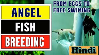 quotHow to Breed Angelfishquot Successfully  From eggs to free swimming stage [upl. by Tyra]