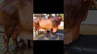 Top notch quality Sahiwal bull at Paribagh Dhaka [upl. by Yvaht]