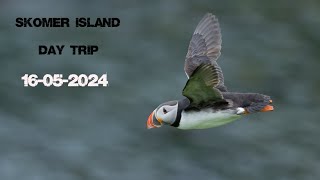 Skomer Day Trip 16052024 [upl. by Sawyere]