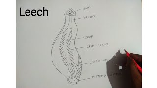 how to draw leech diagram [upl. by Blaseio199]