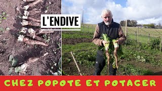 L’AUTHENTIQUE CULTURE DES ENDIVES EN PLEINE TERRE Saison 2020 [upl. by Noryd]