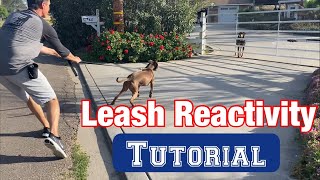 Watch a leash reactivity sessionno treats or shocks [upl. by Attej21]