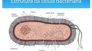 Microbiologia  Bactérias [upl. by Mosley923]