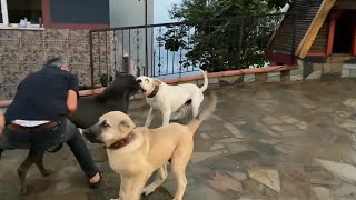 Dogo Argentino vs Cane Corso Fight [upl. by Ilagam]