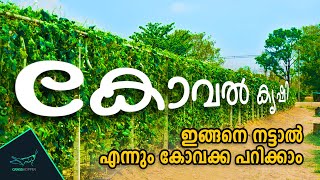 കോവല് കൃഷി രീതി  koval Krishi Malayalam  കോവക്ക കൃഷി നല്ലപോലെ ഉണ്ടാകുവാൻ  kovakka krishi tips [upl. by Atelahs]