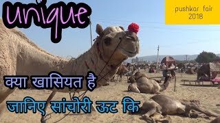 Pushkar camel fair 2019 जानिए सांचोरी जैसलमेरी ऊट के बारे मे पुष्कर मेला [upl. by Asillam807]