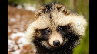 Common Raccoon dog closeup video4k NatureUltra HD  Natures Sweet Tales [upl. by Leandro]