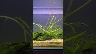 Hyphessobrycon elachys [upl. by Vijar]