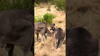 Strong muscular wildlife Australian kangaroo running around [upl. by Reinar]