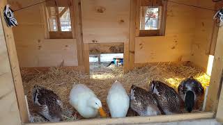 Silver Appleyard Ducks Hanging Out in the Duckhouse [upl. by Essex]