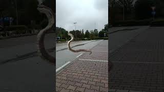 Guardate la grandezza di questo serpente viral short snake views [upl. by Ydnam]