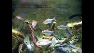 Hyphessobrycon sp  Characidae  Tetra bleu et rouge du Pérou  Aqua Porte Dorée  022013 [upl. by Trevethick304]