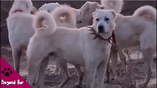 White Turkish Shepherd Akbash Excellent Watchdog and Livestock Guardian [upl. by Huxham]