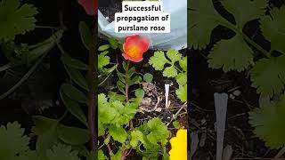 quotWatch as our porcelain rose cuttings from India successfully thrive in Nepal 🌹✨ GardeningSuccess [upl. by Yttak]