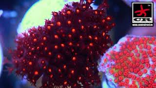 Stylocoeniella cyphastrea Leptastrea Montipora [upl. by Arakihc923]