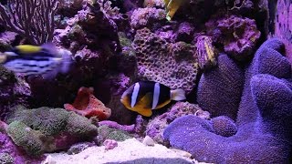 Clarkii Clownfish Feeds Blue Carpet Anemone [upl. by Fredek]