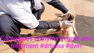 Contagious ecthyma in goat and treatment drtunio dvm [upl. by Trebbor508]