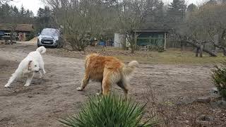 Leonberger vs Dackel  Labrador [upl. by Husain]