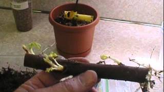 How to grow a fig tree from a cutting part 1 [upl. by Klehm]