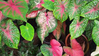 Caladiums Angels Wings [upl. by Bonney]