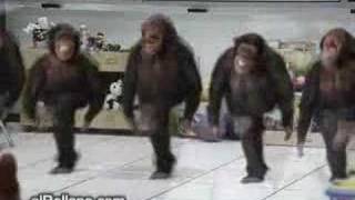 5 funny monkeys dancing [upl. by Yekcaj404]