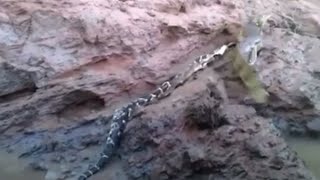 Spectacled Caiman tears apart massive Bushmaster snake [upl. by Kaenel]