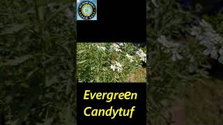 Evergreen Candytuft  Iberis sempervirens  Candytuft Flower [upl. by Trometer]