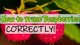 How to Prune Raspberries 2021 How to Recognise Summer amp Autumn Varieties UK [upl. by Entruoc202]