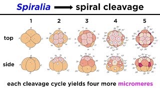 Introduction to Spiralia and Lophotrochozoa [upl. by Rupert244]