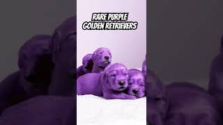 Rare Purple Golden Retriever Puppies [upl. by Livesay]