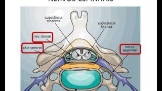 Medicina Veterinária Sistema Nervoso dos Animais Parte 1 [upl. by Fogg428]