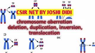 chromosomes aberrations deletion duplication inversion translocation [upl. by Millman]