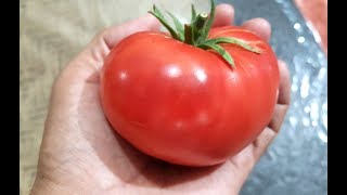 Harvesting Japanese Minowase Daikon Radishes and Beefsteak Tomatoes [upl. by Schilit]