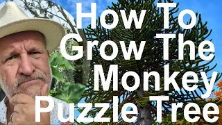 How To Grow and Plant The Monkey Puzzle Tree  Araucaria araucana [upl. by Nakada828]