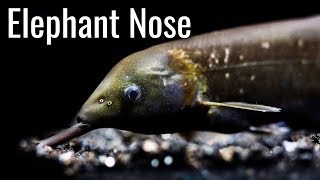 ELEPHANT NOSE FISH [upl. by Fowler]