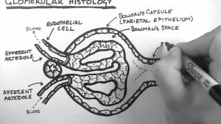 Renal Anatomy 3  Glomerular Histology [upl. by Donnamarie]