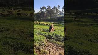 Gelada Baboons at Semien Mountains National pak gelada baboon photography video ethiopia [upl. by Eiten]