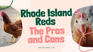 Rhode Island Reds The Pros and Cons [upl. by Eita]