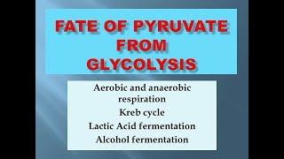 Pyruvate  Pyruvic Acid Fate Malayalam Kreb cycle Lactic AcidFermentation  Aerobic Anaerobic [upl. by Belda]