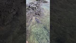 Hawaiian Monk Seal Visits Hookipa Beach on Maui nature endangeredspecies oceanlife hawaii [upl. by Melinda]