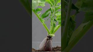 EPIC Radish Growing From Seed  Time Lapse [upl. by Ithaman]