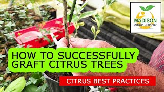 How To Successfully Graft Citrus Trees With Madison Citrus Nursery [upl. by Teena317]