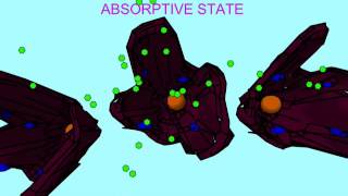 ABSORPTIVE amp POSTABSORPTIVE STATES [upl. by Latrina347]