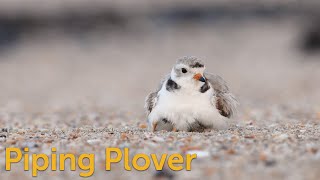 The Piping Plover [upl. by Nlyak144]