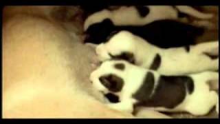 5 Puppies Fighting for Milk [upl. by Beka]